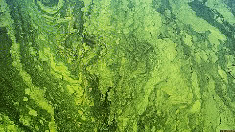 How Algae is cleaning sewage in rural SA – without power or chemicals