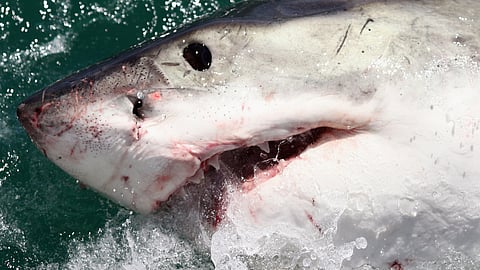 Half a century after Jaws terrified moviegoers, sharks are increasingly under pressure.
