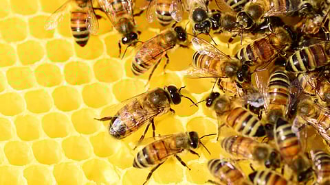 South African honey: A medicinal marvel under threat