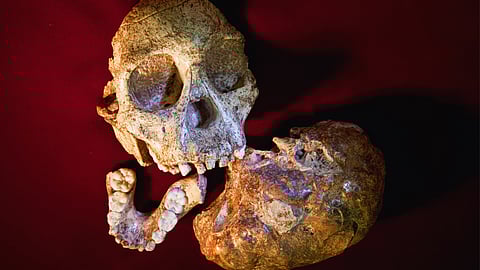 From Swartkrans cave, South Africa: Ancient proteins finally unmask male and female Paranthropus individuals