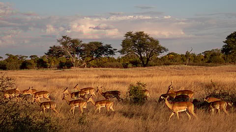 The timeless pulse of Africa - Cathy Buckle