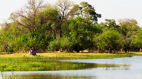 How a South African community turned land restitution into a game reserve