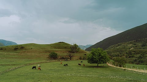 Secure property rights key to true land reform in South Africa: Ayanda Zulu