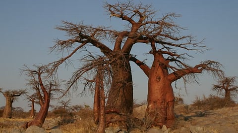 The African baobab tree, Adansonia digitata.