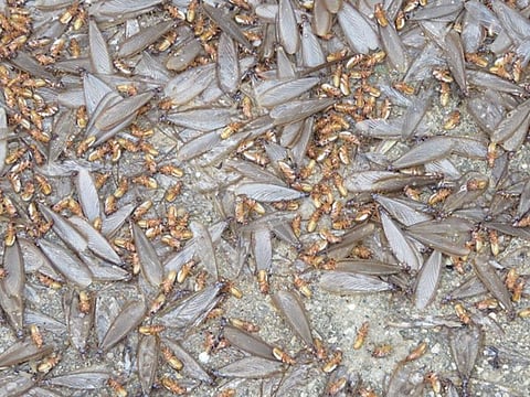 Flying ants or four-star hotels: Cathy Buckle