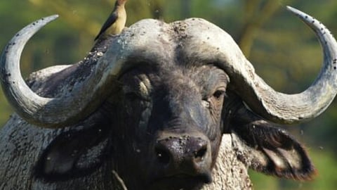 Give wildlife value and it flourishes; deny it value and it vanishes