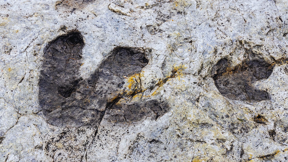 Southern Africa’s youngest dinosaur tracks unearthed on Western Cape coast