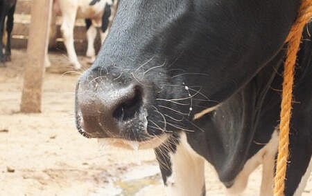 FMD crisis: How did we get to this point? — Terence Corrigan