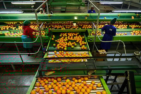 SA farm exports hit record high despite US trade slump