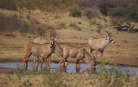 Dion George’s ‘non-partisan’ conservation push is partisan in practice: Ivo Vegter