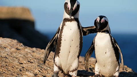No-fishing zones offer hope for Africa’s critically endangered penguins