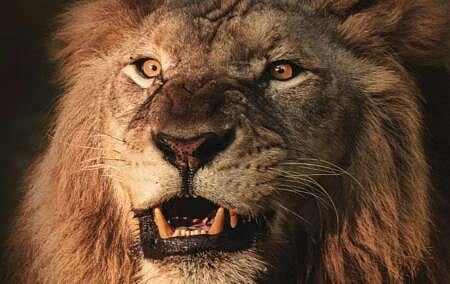 UK media bias against white South Africans under fire