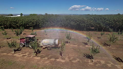 A Karoo Pistachios orchard in Prieska, South Africa’s Northern Cape.
