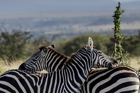 Buffett, Walton-backed African Parks focus on rhinos, expanding to 30 protected areas