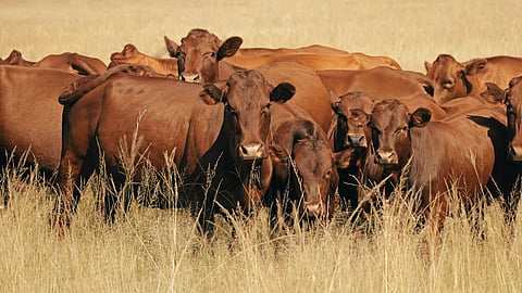 FMD: Farmers can now vaccinate their own herds — Andrew Morphew unpacks what’s changed