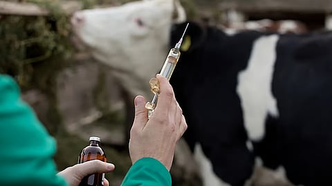 Andrew Morphew: Who has been in control of the FMD fight?