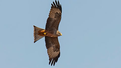 Yellow-billed Kite, Milvus aeqyptius, Chobe National Park, Botswana, Falconiformes, Accipitridae