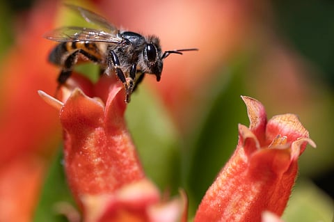 PRETORIA, SOUTH AFRICA – JULY 15: A honeybee searches for pollen in new blossoms of a wild pomegranate tree in the Jan Cilliers Park in Groenkloof on July 15, 2025 in Pretoria, South Africa. Weather experts have stated that this a sign that warmer weather would arrive earlier than usual. (Photo by Gallo Images/Beeld/Deaan Vivier)