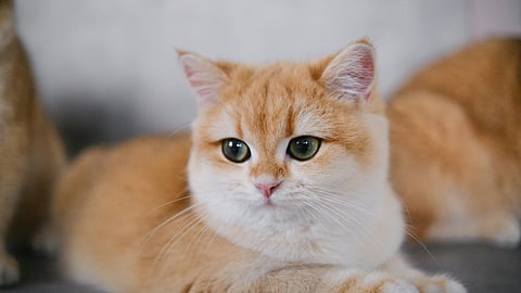 China's $45bn pet boom proves pets are far from worthless: Ivo Vegter