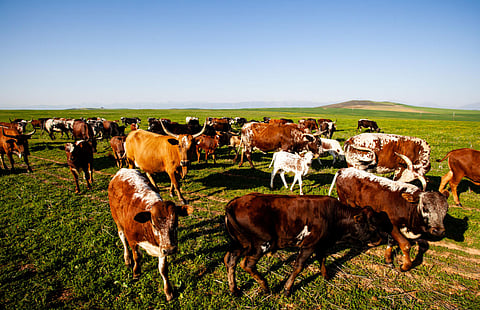 Andrew Morphew: AgriSA has the numbers. But does government find mush or steel?