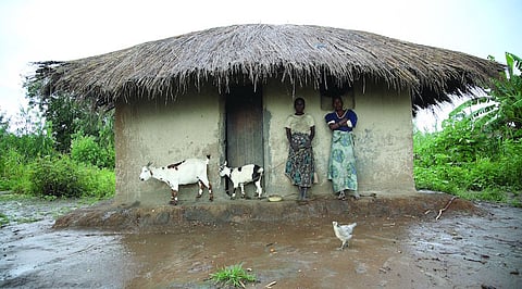 Khulungira is a village in central Malawi, near the border with Mozambique. About 150 families live here. It is 27 km from the nearest paved road and 50 km from the nearest town. 
Khulungira is not a model village. It has benefited from a number of aid projects, and you can clearly see the impact of those. But the villagers are still poor. There is no electricity and no running water. No one here owns a car or a motorcycle. Few parents can afford to send their children to secondary school. 
The people of Khulungira grow their own food, cut their own firewood and build their own houses. When they need money, a family member will gather some produce (a bowl of dry beans, a baby goat, a basket of fruit) and walk or ride a bicycle to a small market about 20 km away. They'll use the earnings to buy items like lamp oil, schoolbooks or salt. Here farmers and goats alike shelter from the rain.