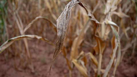 Zimbabwe in crisis: Drought leaves 9 million hungry