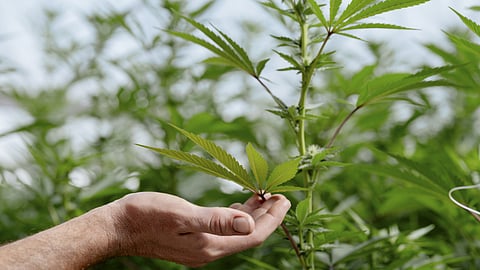  Is weed bad for you? Marijuana’s health impacts still aren’t known: Lisa Jarvis