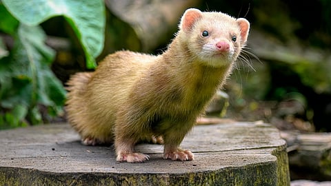 Think twice before gifting ferrets and other exotic pets this festive season