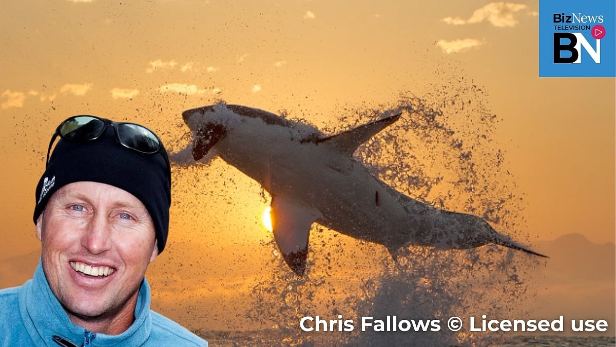 False Bay missing great whites: Chris Fallows blames nets, longlines