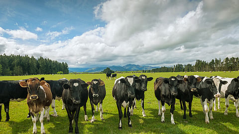 SA farms are embracing solar energy, kissing Eskom goodbye