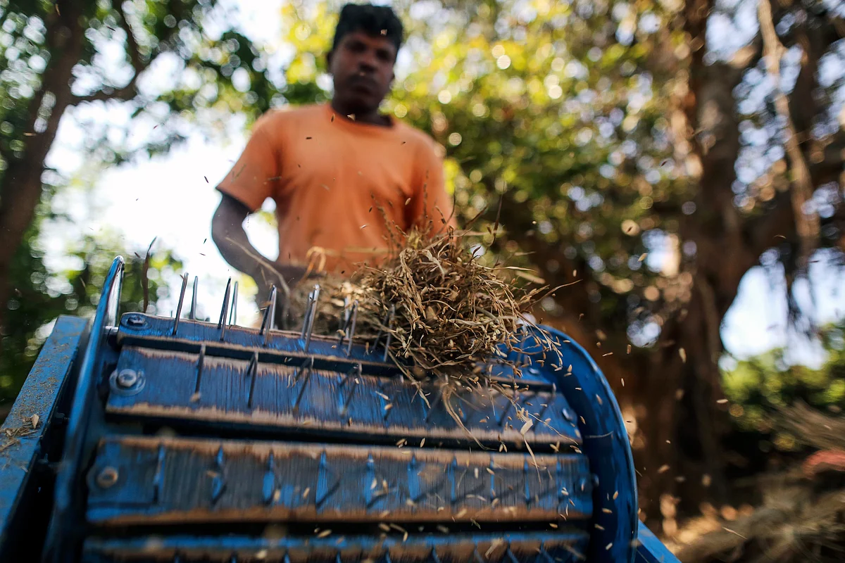 A farm worker removes rice grain from the stalk using a threshing machine in Kainad, Maharashtra, India. (Photographer: Dhiraj Singh/Bloomberg)