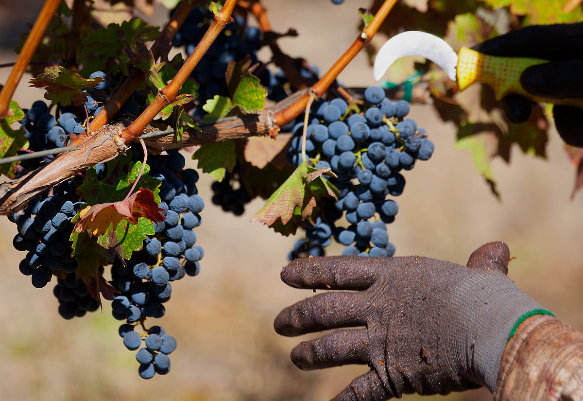 A worker harvests cabernet grapes at a vineyard in Healdsburg, California, U.S. (Photographer: Tim Rue/Bloomberg)