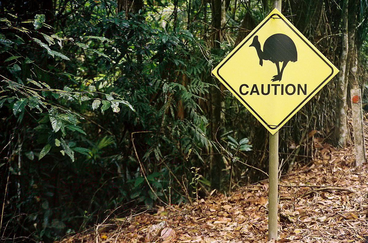 A sign cautions against the Cassowary bird in the Daintree Rainforest of Queensland, Australia (Photographer: Malcolm Scott/Bloomberg News) 