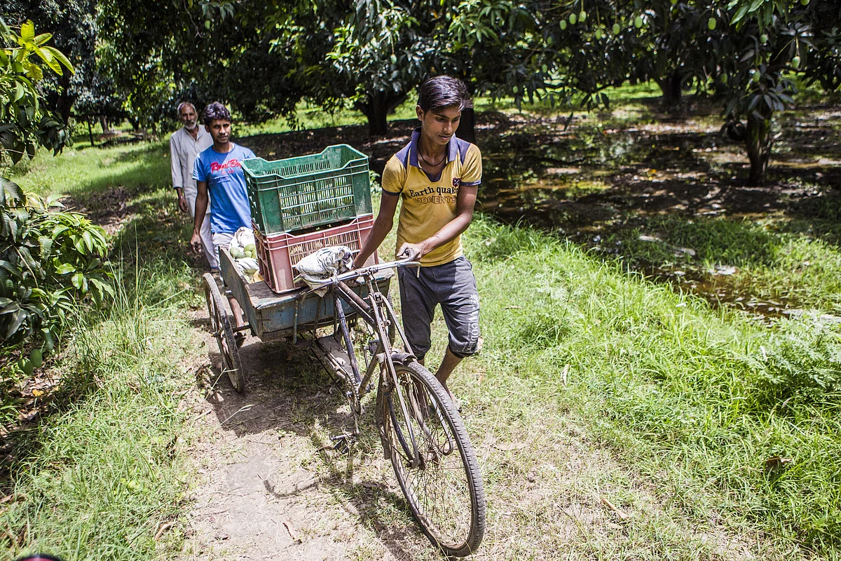 Workers transport recently harvested mangoes in Kuchesar, Uttar Pradesh, India. (Photographer: Prashanth Vishwanathan/Bloomberg)
