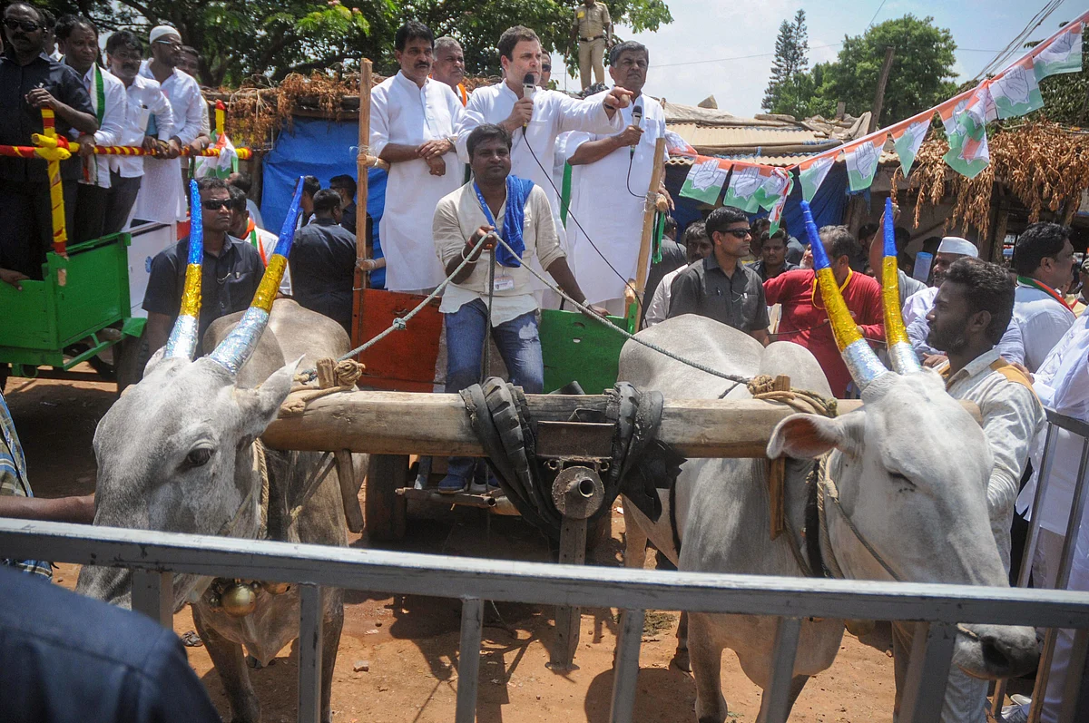 Kolar: Congress President Rahul Gandhi takes a bullock cart ride during his roadshow at Malur in Kolar district on Monday. (Image: PTI)