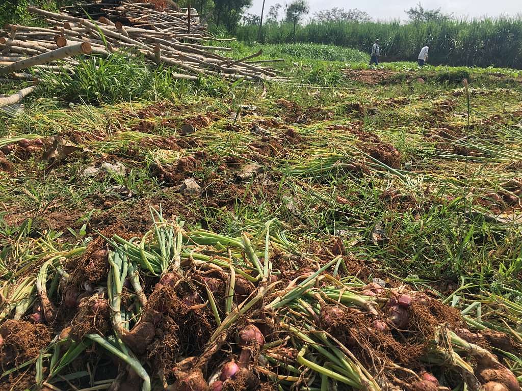 Many farmers say that because they didn’t get subsidies from the government, they haven’t been able to afford to build storage facilities and godowns and so most of their produce has perished. (Photograph: The Quint)