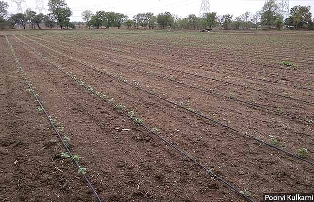 Pre-monsoon cotton crop sown in the end of May on an irrigated farm in Bharatpur village of Balapur taluka, Akola district. Scientists had advised against pre-monsoon sowing this season to break the life cycle of pink bollworm pest. Sowing was recommended to be undertaken only after the sowing area had received 75 to 100 mm of rain.&nbsp; (Source: Poorvi Kulkarni/ IndiaSpend)