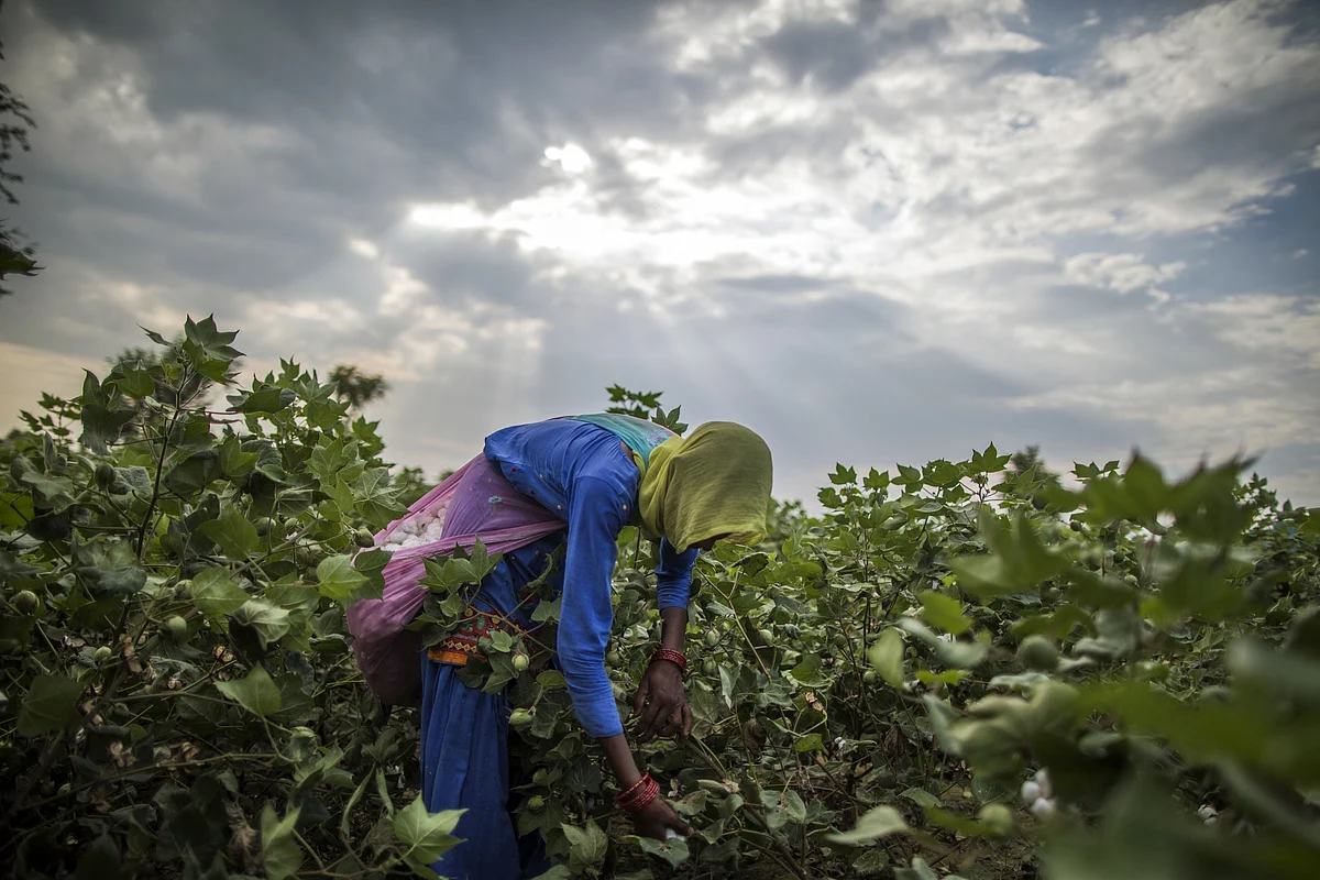 A farmer hand-picks cotton in a field in Sirsa, Haryana. (Photographer: Prashanth Vishwanathan/Bloomberg)