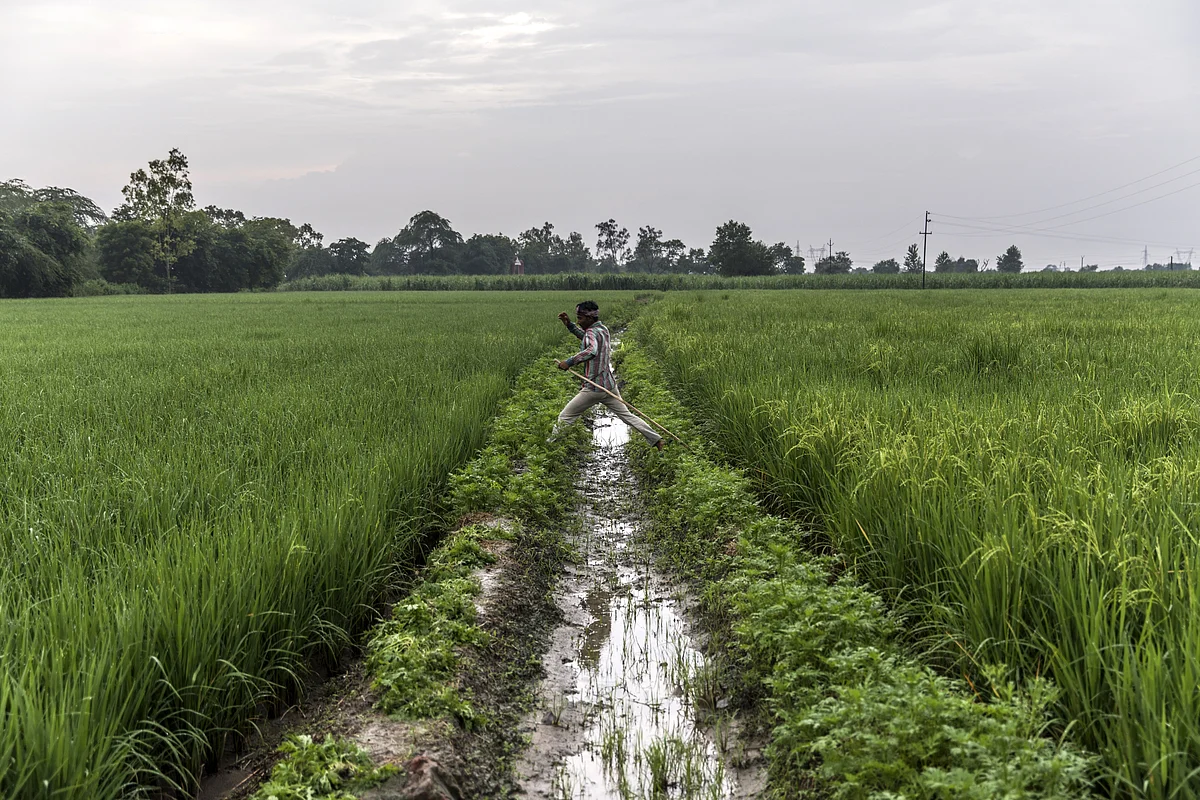A farmer jumps over an irrigation channel between fields of rice growing on farmland in the Bhagpat district of Uttar Pradesh. (Photographer: Prashanth Vishwanathan/Bloomberg)