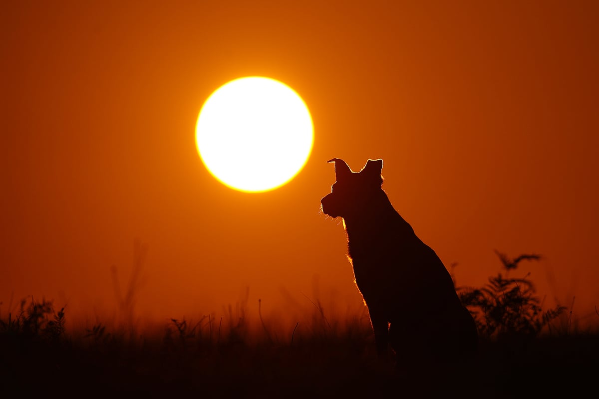 A dog is silhouetted on a farm at sunset. (Photographer: Brendon Thorne/Bloomberg)