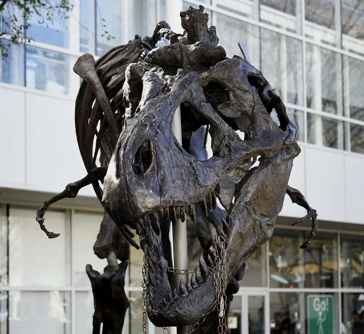 A Tyrannosaurus Rex fossil in California. (Photographer: Michael Short/Bloomberg)