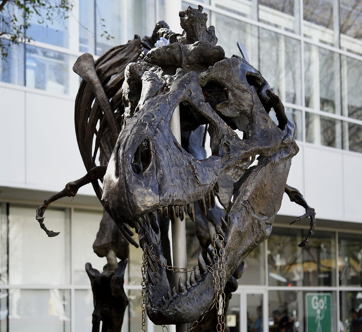 A Tyrannosaurus Rex fossil in California. (Photographer: Michael Short/Bloomberg)