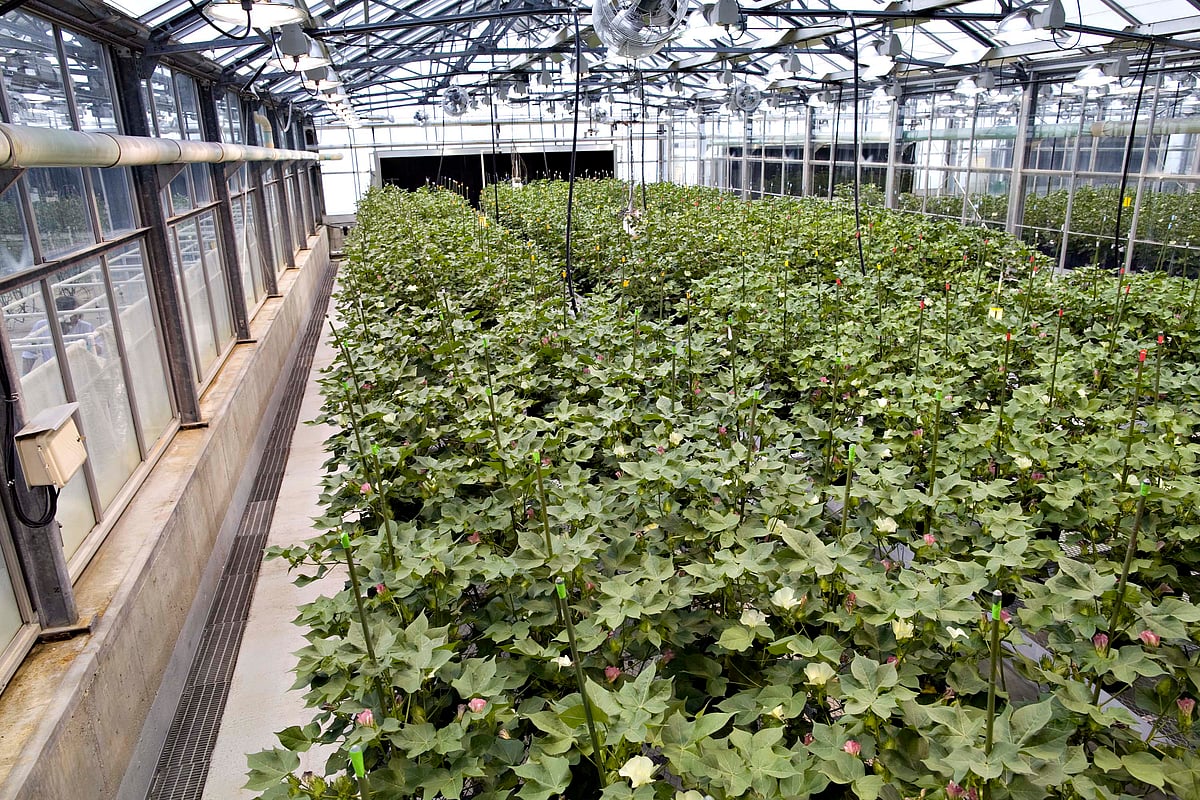 Cotton plants grow in a Monsanto facility in Missouri, U.S. (Photographer: Daniel Acker/Bloomberg)