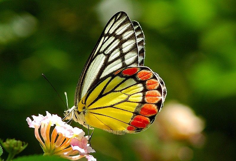 A Common Jezebel as photographed by Isaac Kehimkar 