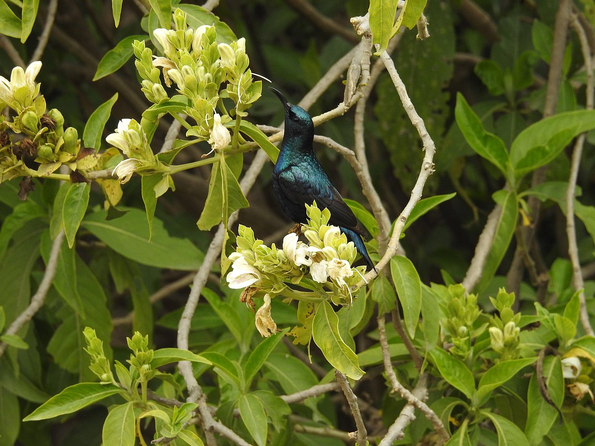 APurple Sunbird is an important pollinator. (Photograph: Neha Sinha)