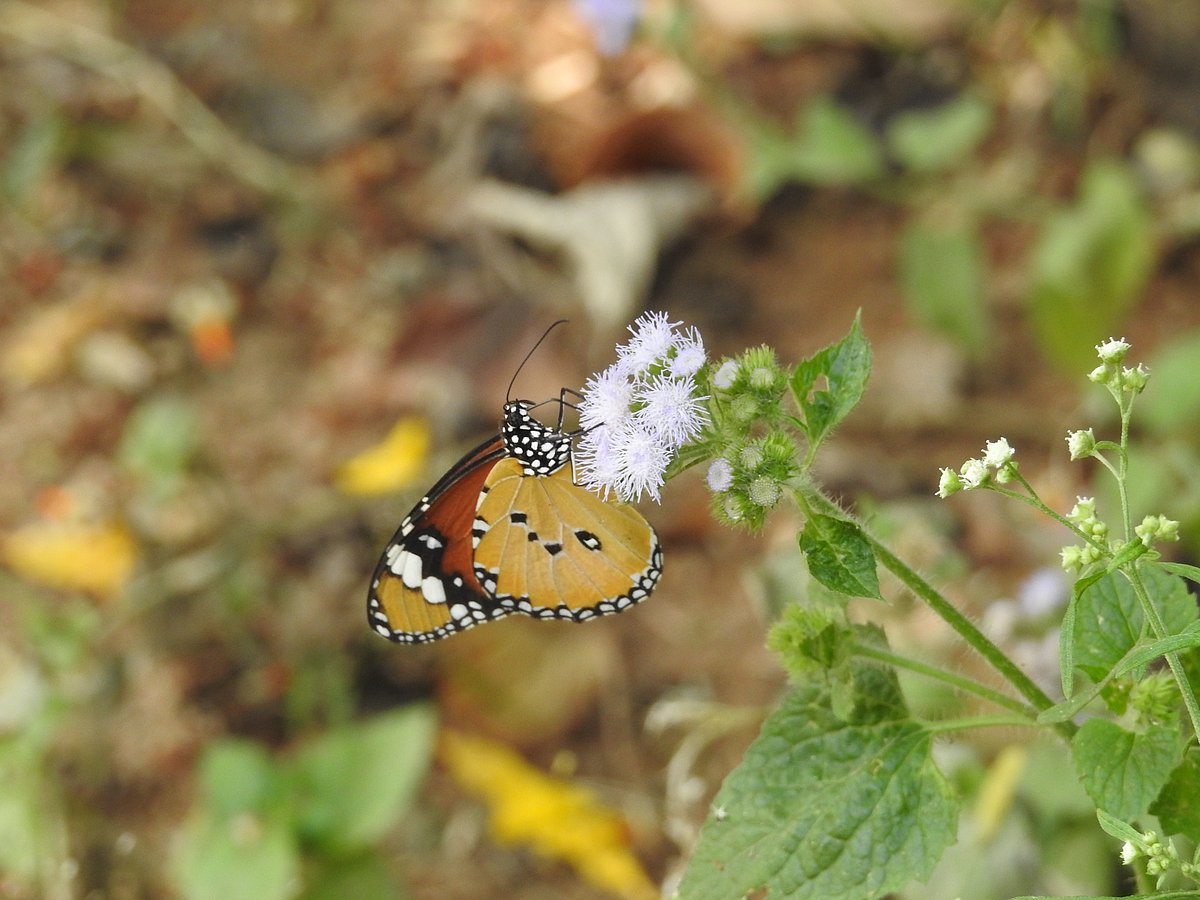 A Plain Tiger Butterfly. (Photograph: Neha Sinha)
