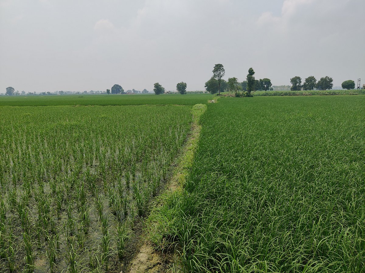 Paddy fields stretch out across Ballah, Haryana. Image Courtesy: Parth MN