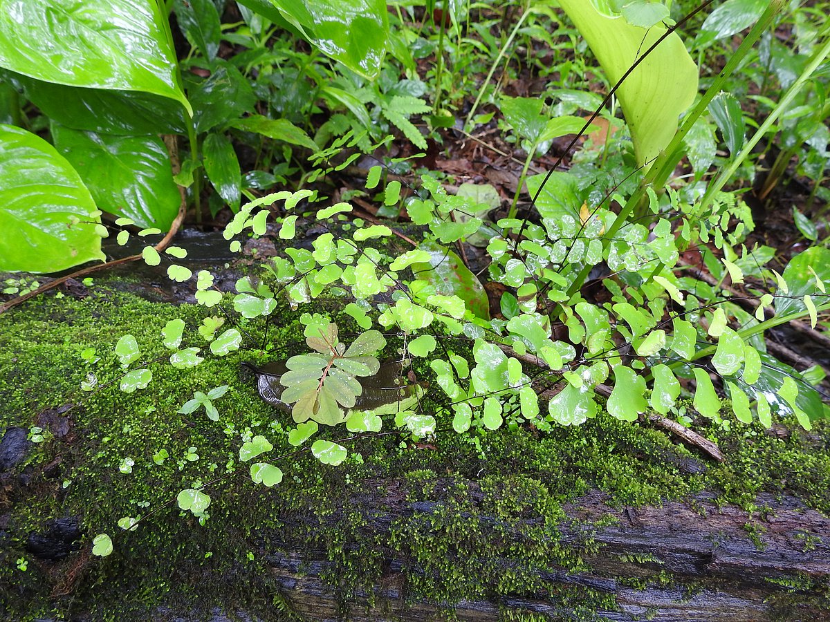 Ferns and mosses spring up around a dead log of wood. (Photograph: Neha Sinha)