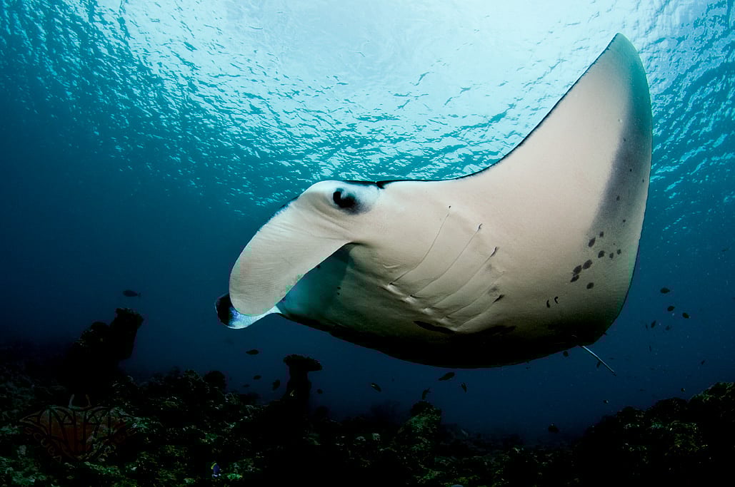 <i>Manta alfredi&nbsp;</i>(Source: Wikimedia Commons)
