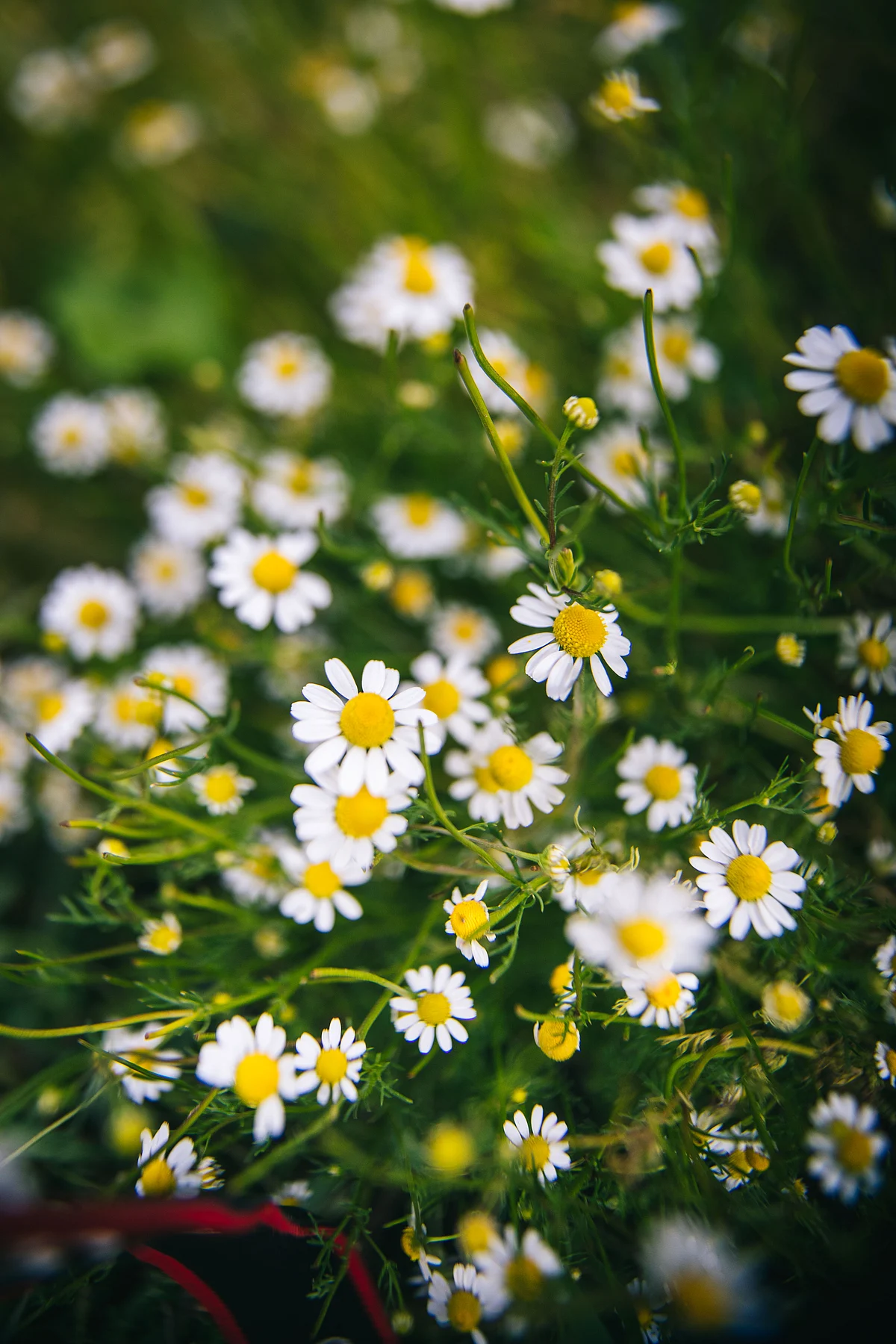 Chamomile, at the organic kitchen garden on site at Namza cafe. (Image courtesy: Athul Prasad/Masque) 
